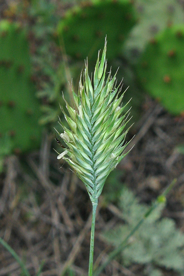 Изображение особи Agropyron pinifolium.