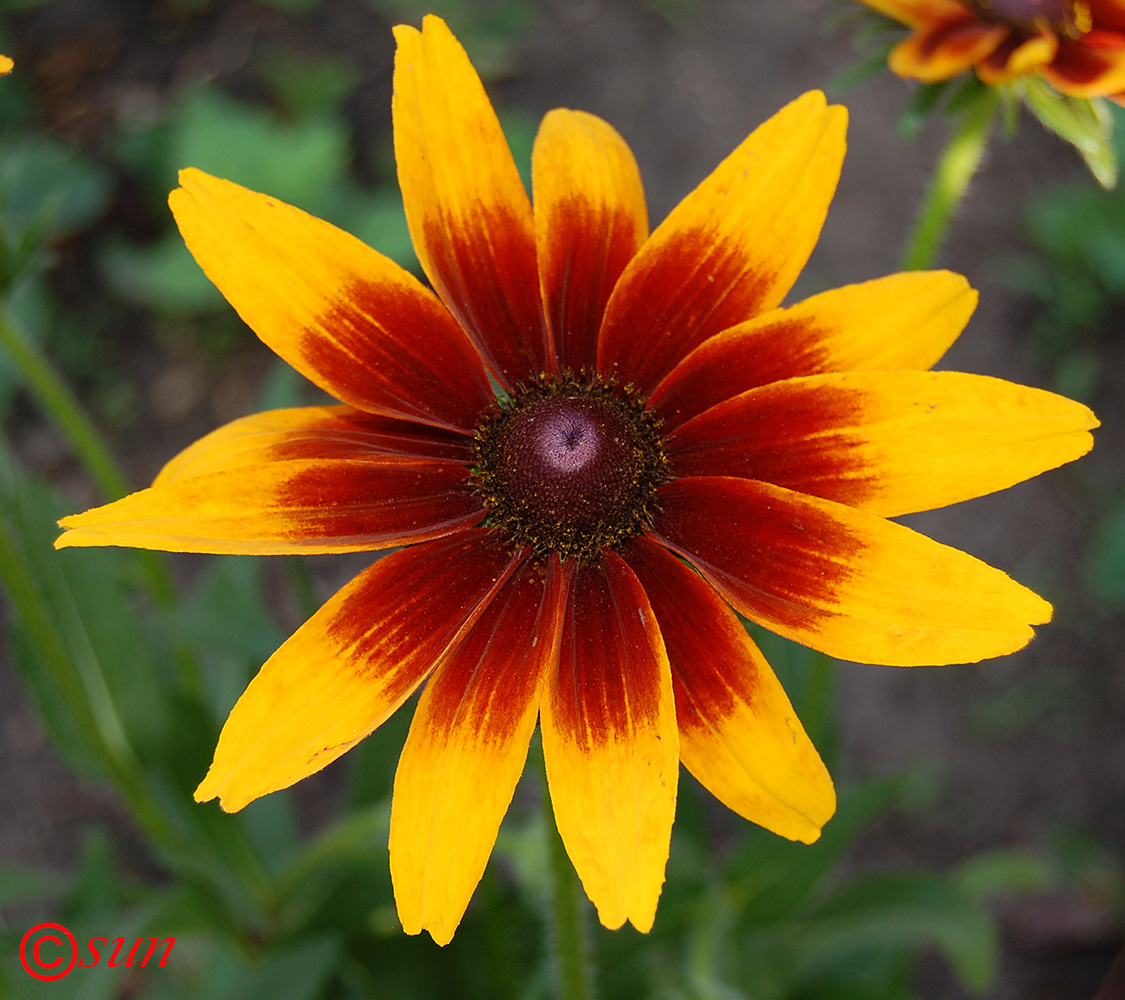 Image of Rudbeckia hirta specimen.