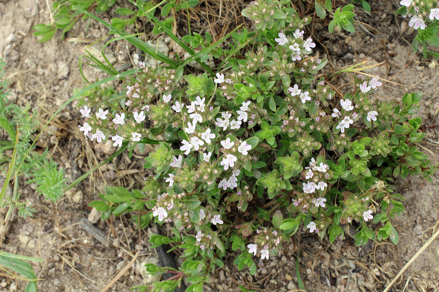 Изображение особи Thymus dmitrievae.