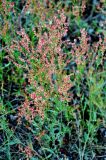 Rumex acetosella. Цветущее растение. Псковское озеро, остров Верхний. 14.06.2014.