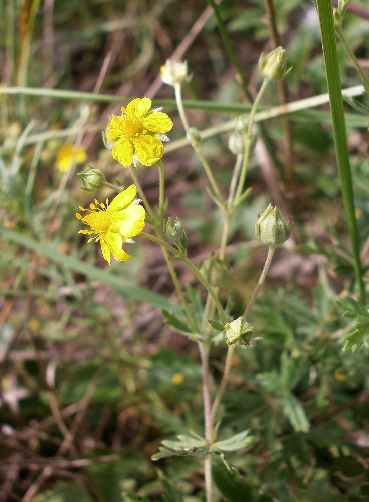 Image of Potentilla impolita specimen.