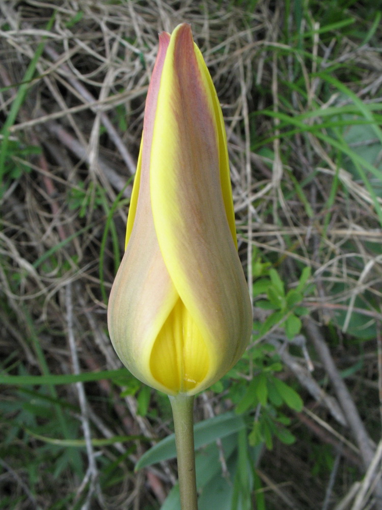 Изображение особи Tulipa corynestemon.