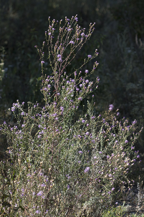 Image of Centaurea stoebe specimen.
