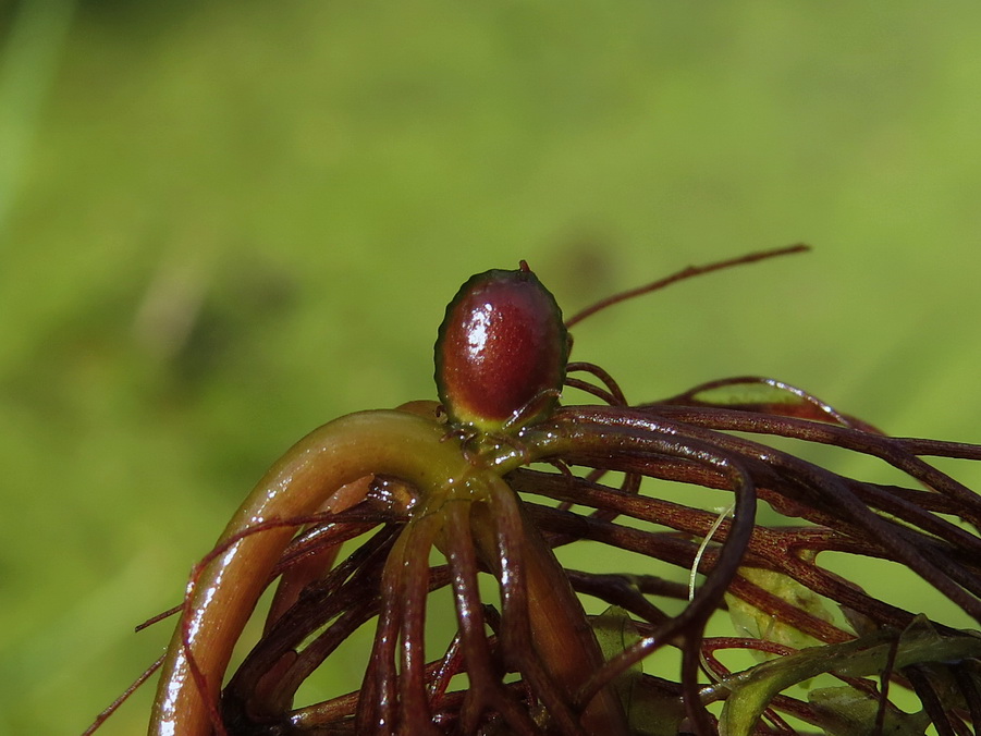 Изображение особи Ceratophyllum submersum.