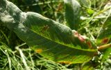 Persicaria amphibia