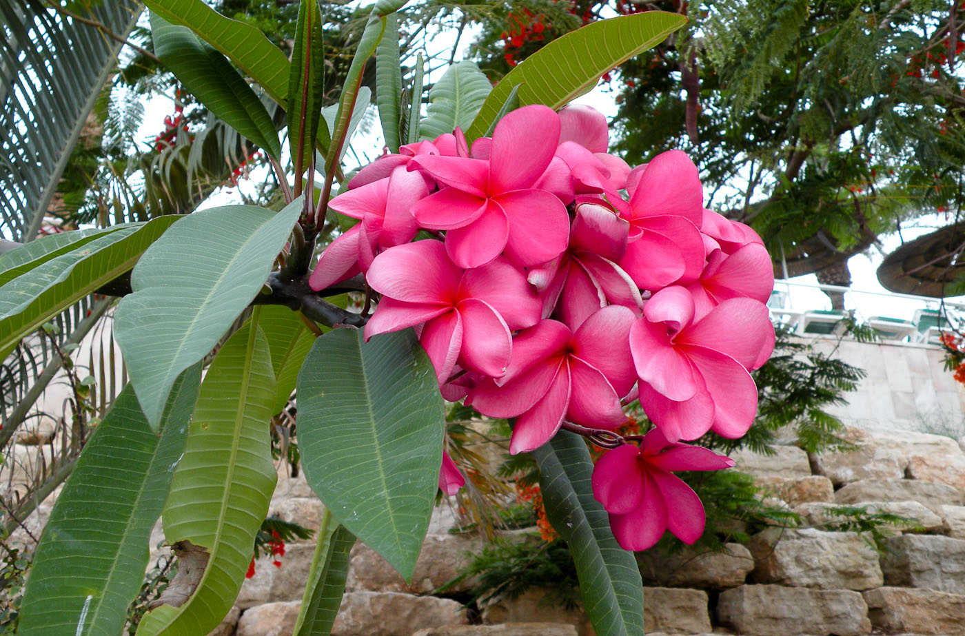 Изображение особи Plumeria rubra.