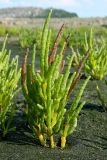 Salicornia perennans