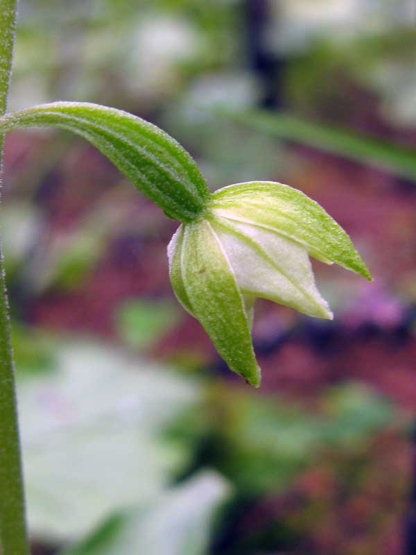 Изображение особи Epipactis helleborine.