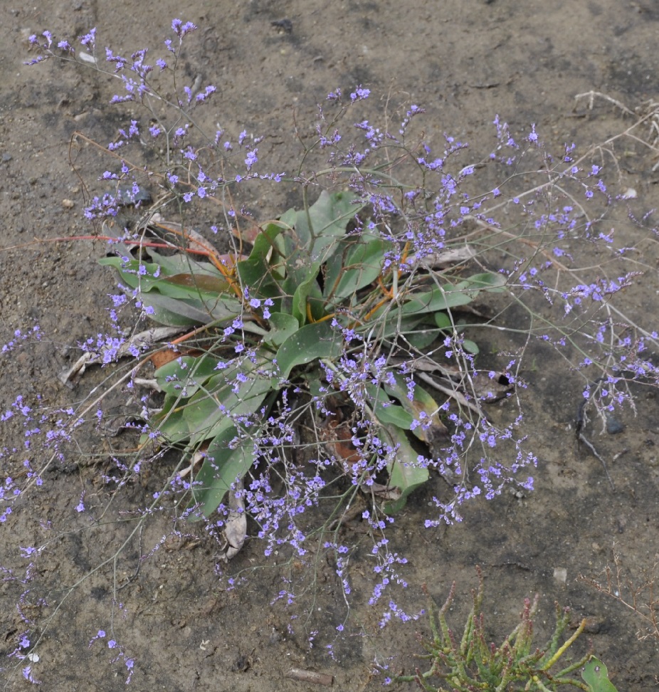 Image of Limonium narbonense specimen.