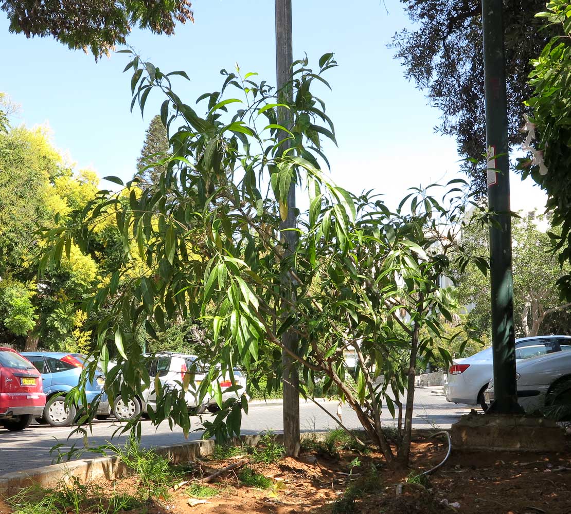 Image of Cestrum nocturnum specimen.