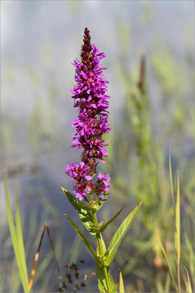 Изображение особи Lythrum salicaria.