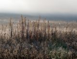 Chamaenerion angustifolium. Отцветшие и засохшие растения. Московская обл., Раменский р-н, окр. ж.-д. платформы Хрипань, залежь. 21.09.2014.