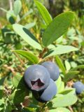 Vaccinium uliginosum. Ветвь со зрелыми плодами. Московская обл, окр. ЗБС МГУ. 05.07.2007.