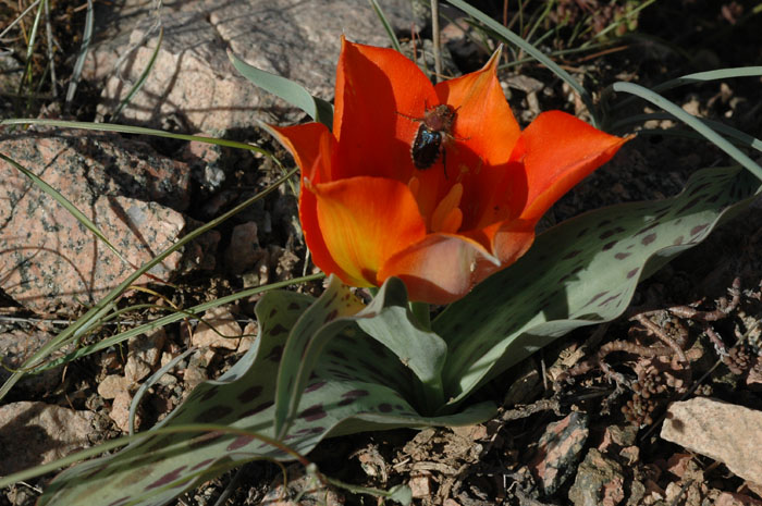 Image of Tulipa greigii specimen.