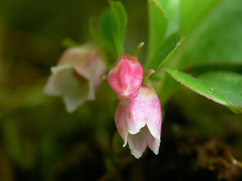 Image of Vaccinium praestans specimen.