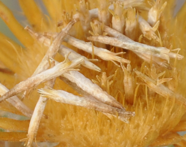 Image of Carlina corymbosa specimen.