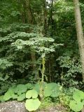 Sonchus arvensis