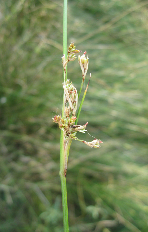 Изображение особи Juncus inflexus.