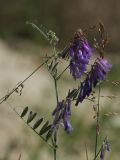 Vicia villosa. Верхушка растения с соцветиями. Белгородская обл., пос. Борисовка, зарастающий карьер. 01.07.2009.