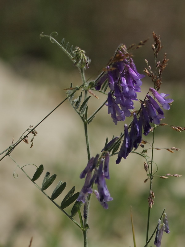 Изображение особи Vicia villosa.