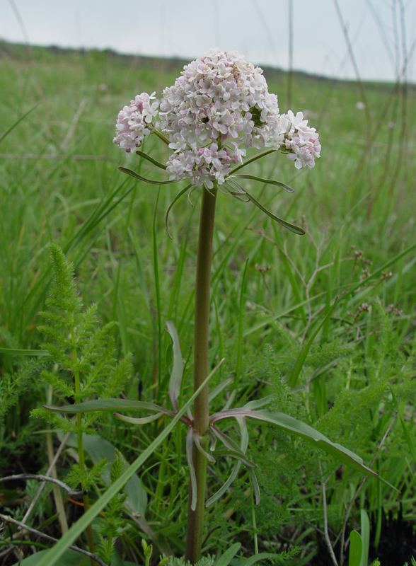 Image of Valeriana tuberosa specimen.