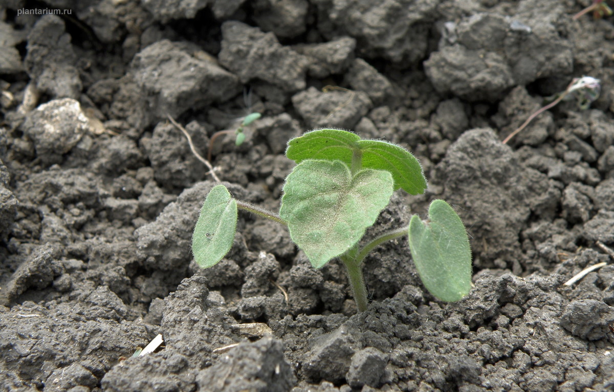 Image of Abutilon theophrasti specimen.