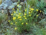 Achillea glaberrima. Цветущее растение. Украина, Донецкая обл., заповедник Каменные Могилы. Начало июня 2004 г.