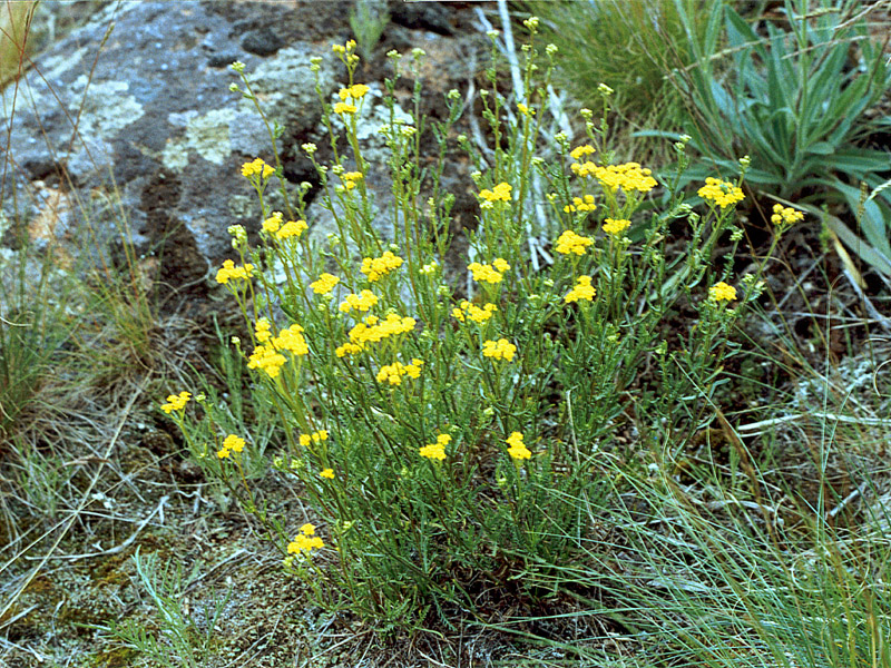 Image of Achillea glaberrima specimen.