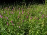 Gladiolus imbricatus