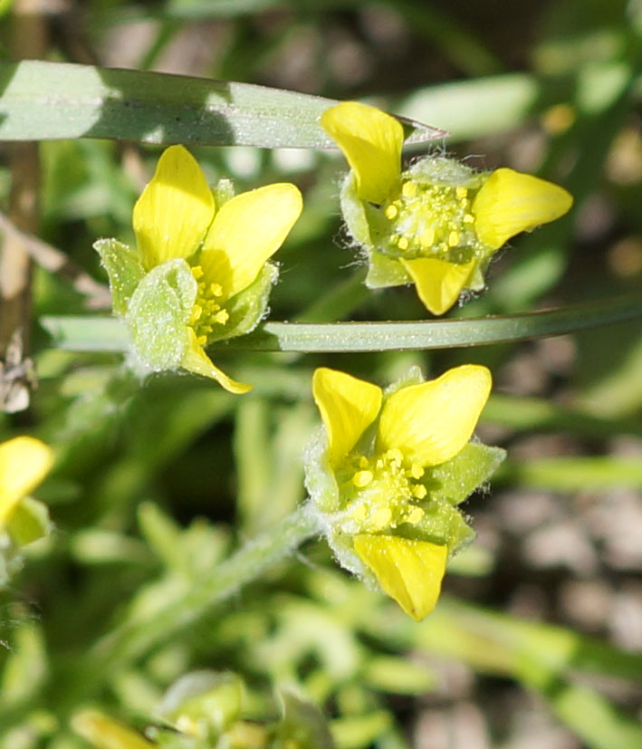 Изображение особи Ceratocephala orthoceras.