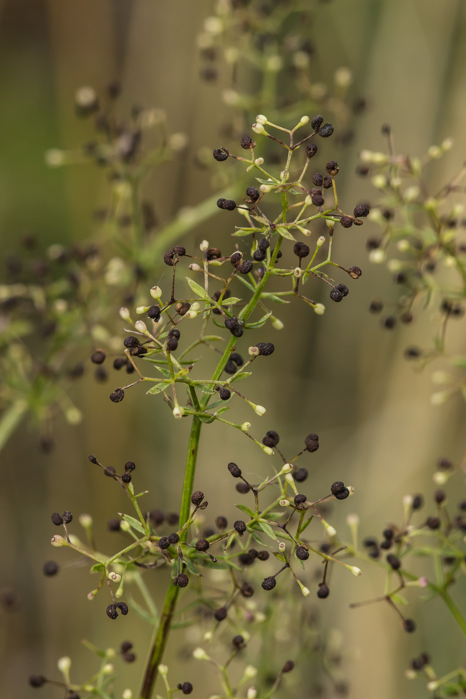 Image of Galium boreale specimen.