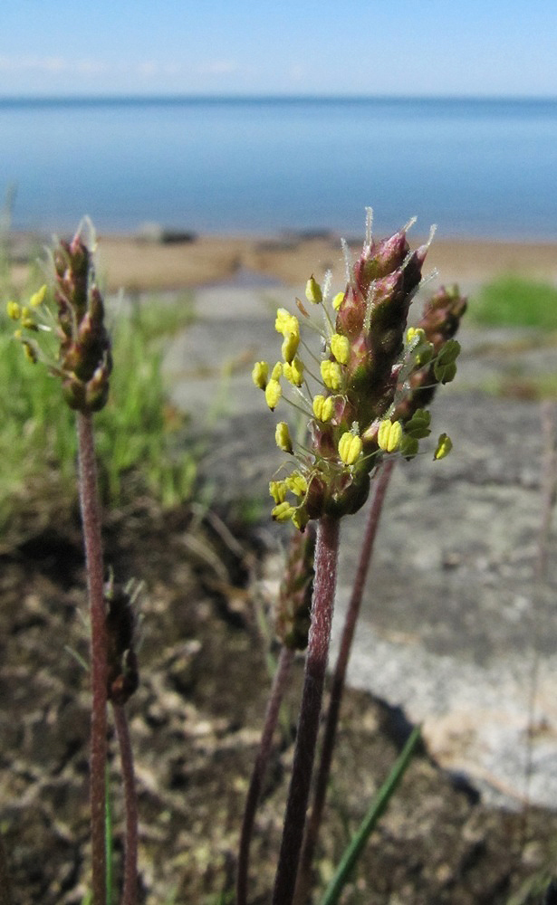 Изображение особи Plantago maritima.