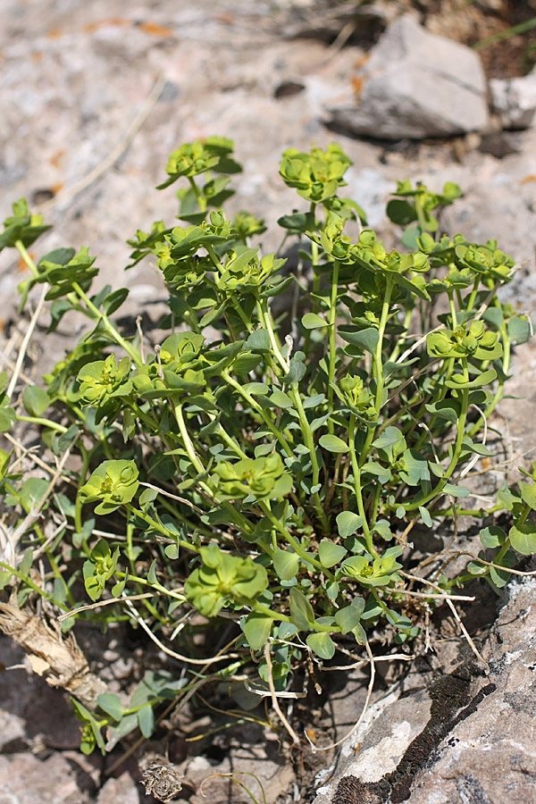 Изображение особи Euphorbia humilis.