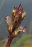 Orobanche cumana. Соцветие. Западный Крым, южный берег оз. Кызыл-Яр. 9 июля 2015 г.