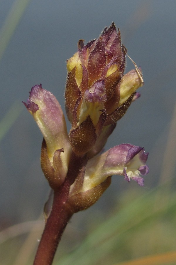 Изображение особи Orobanche cumana.