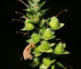 Digitalis purpurea. Созревающие плоды. Московская обл., Раменский р-н, окр. дер. Хрипань, садовый участок. 20.07.2015.