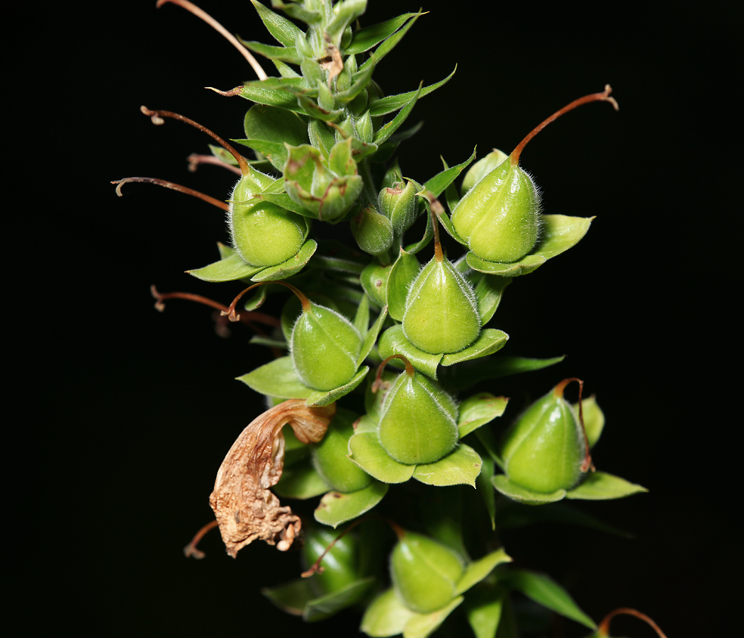 Image of Digitalis purpurea specimen.