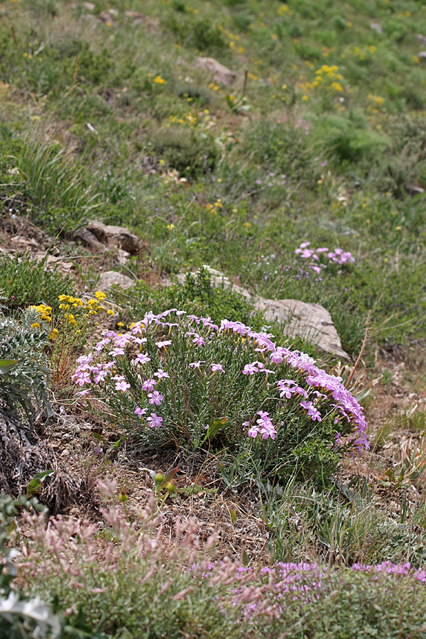 Image of Linum olgae specimen.