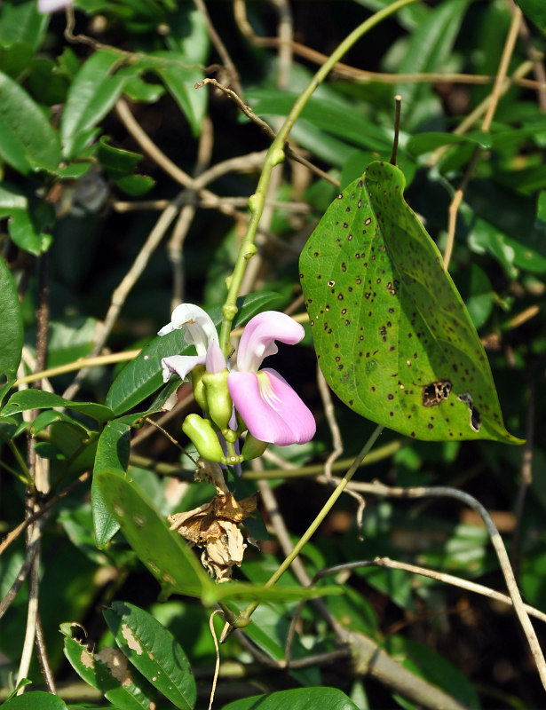 Image of Canavalia cathartica specimen.