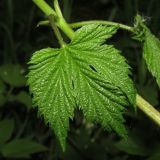 Humulus lupulus