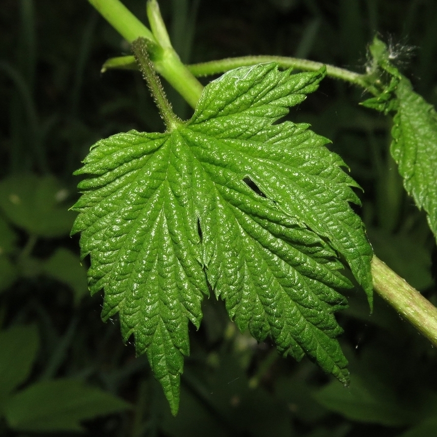 Изображение особи Humulus lupulus.