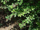 Cotoneaster melanocarpus. Ветви с соцветиями. Иркутская обл., Иркутский р-н, долина р. Иркут, обочина дороги. 03.06.2014.