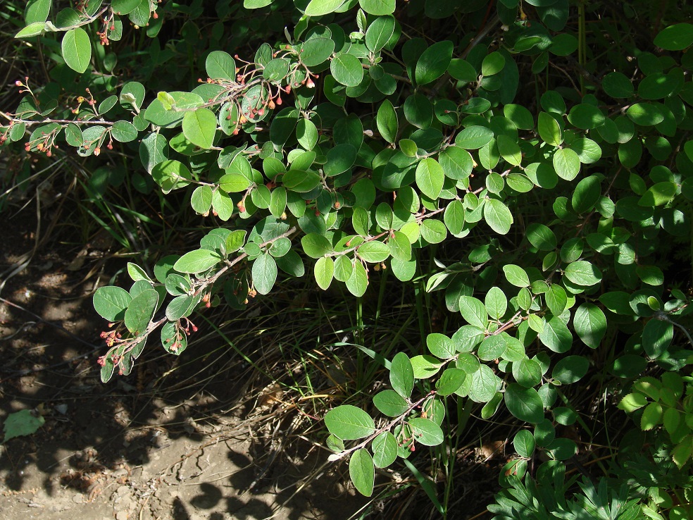 Image of Cotoneaster melanocarpus specimen.