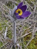 Pulsatilla halleri ssp. rhodopaea