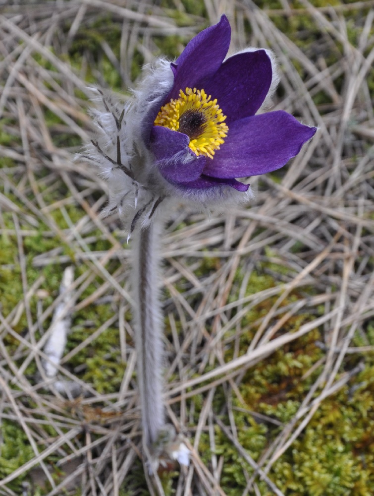 Изображение особи Pulsatilla halleri ssp. rhodopaea.