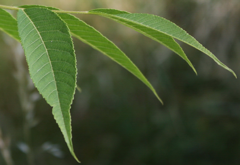 Image of Juglans nigra specimen.