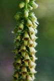 Digitalis schischkinii