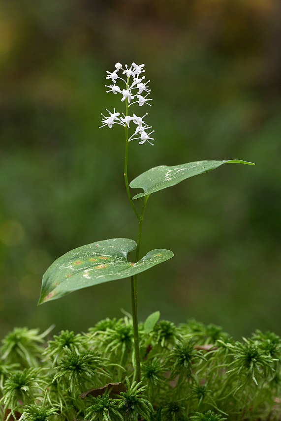 Изображение особи Maianthemum bifolium.