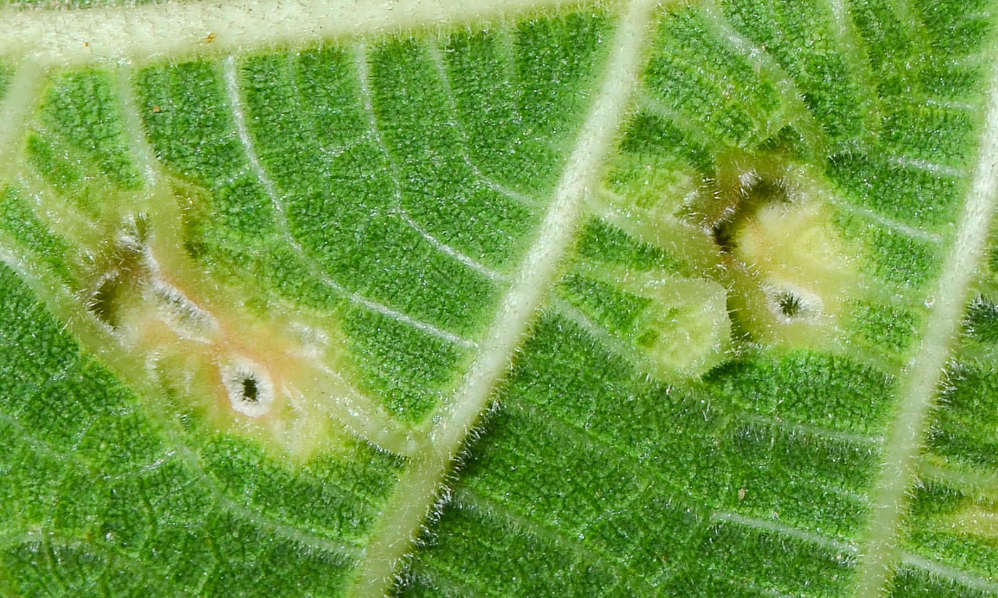 Изображение особи Ficus carica.