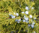 Juniperus sabina. Часть веточки с шишкоягодами. Кыргызстан, Нарынская обл., правый берег р. Нарын, долина руч. Баш-Нура. 18.04.2015.